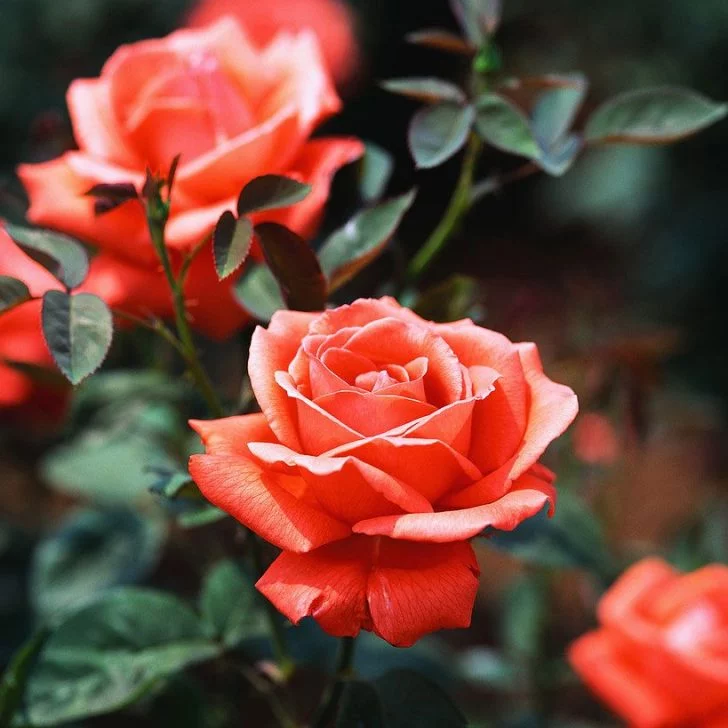 Roses