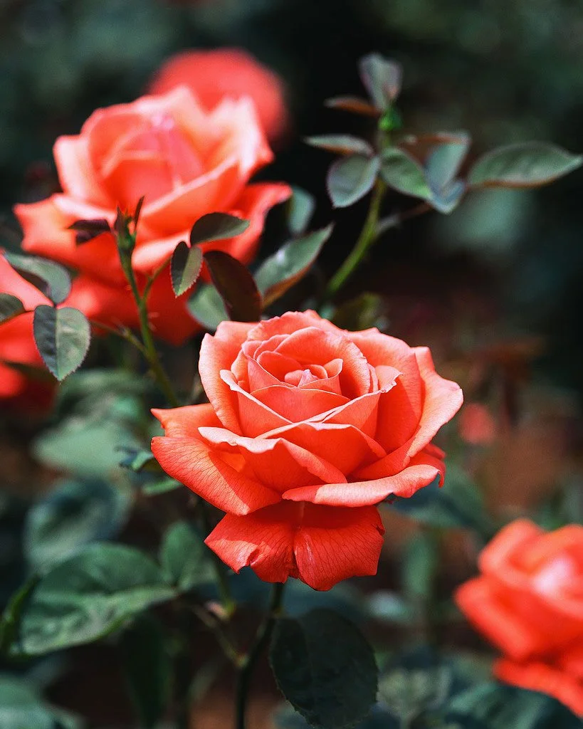 Roses