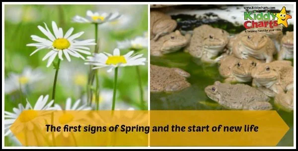 spring