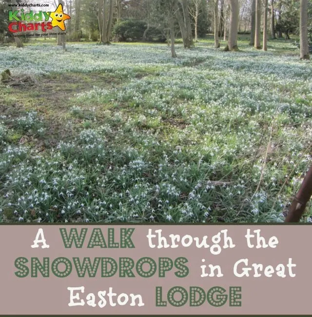 Great Easton Lodge is a great place to go with the kids to catch the Snowdrop in Spring - wonderful shots, and an amazing place to introduce the kids to photography as well.