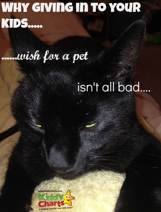 When you kids ask for pets - do you quake in fear? Or do you step back and woonder whether it might be a good thing? If you can afford it, then think about it - pets can be a great addition to your family, and teach the kids some great lessons.