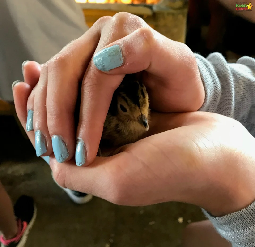 You get to hold pheasant chicks - as we found at our Featherdown review; so much fun, so check it out! #glamping #uktravel #kids #travel