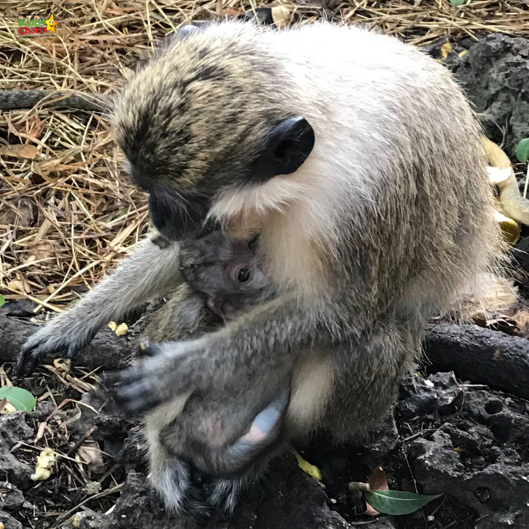 You can't miss the green moneky feeding time at the Barbados Wildlife park if you are in Barbados with kids - so cute! Check out our other ideas on the site. #barbados #kids #monkeys