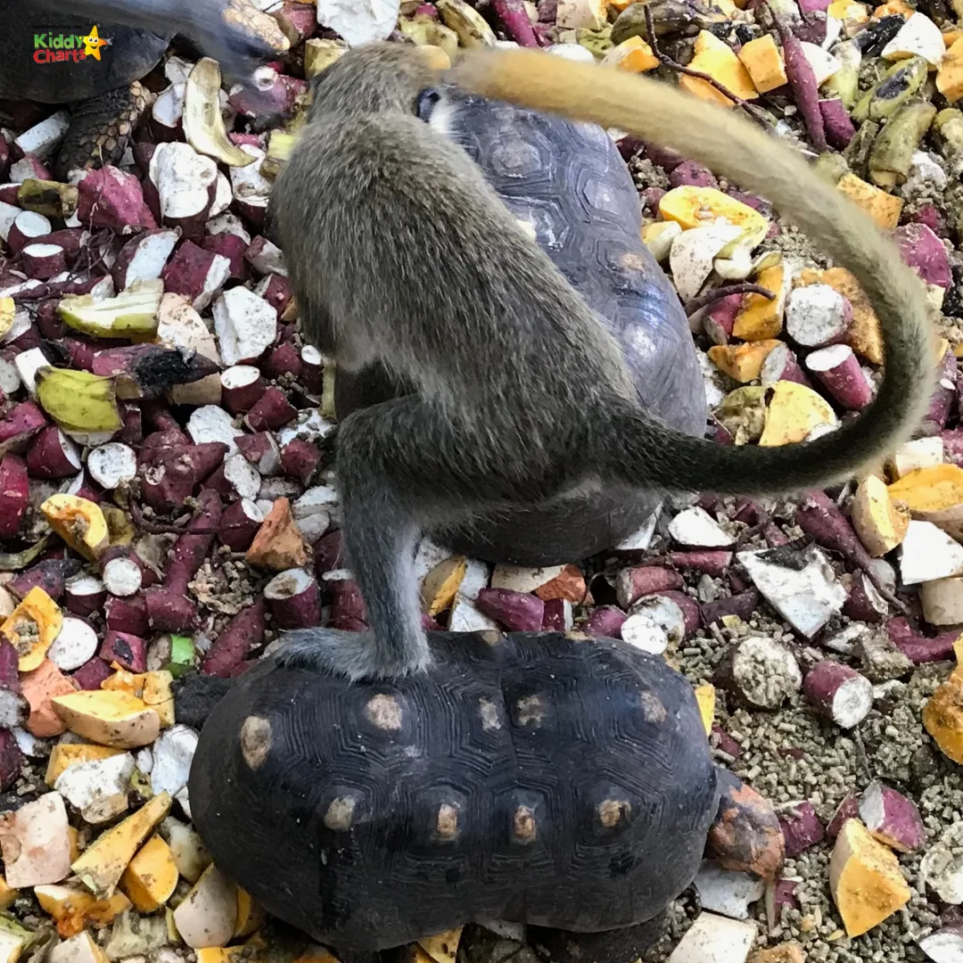 Visit the Barbados Wildlife Centre when you are in Barbados with kids and see the surfing monkeys! #kids #barbados #caribbean #monkeys