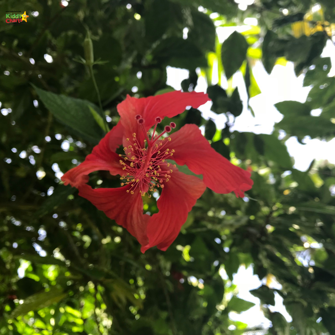 Huntes Gardens is a great thing to do in Barbados with kids - we loved the flowers there. Check out other ideas on the site. #Barbados #kids #travel #caribbean