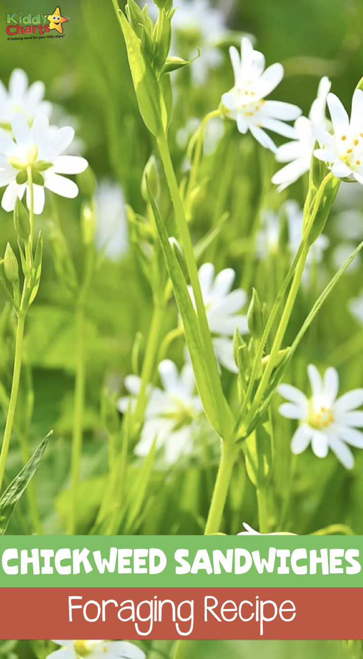 Why not check out our chickweed sandwiches recipe? #foraging #recipes #nature