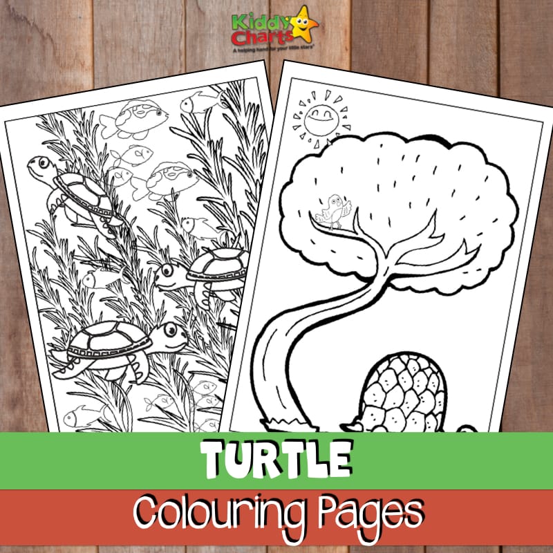 turtle coloring pages for kids and adults too