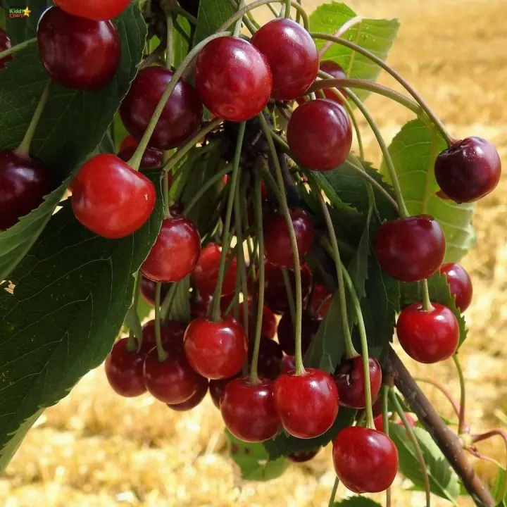 Why not check out our wild cherry pie recipe? #foraging #recipes #nature