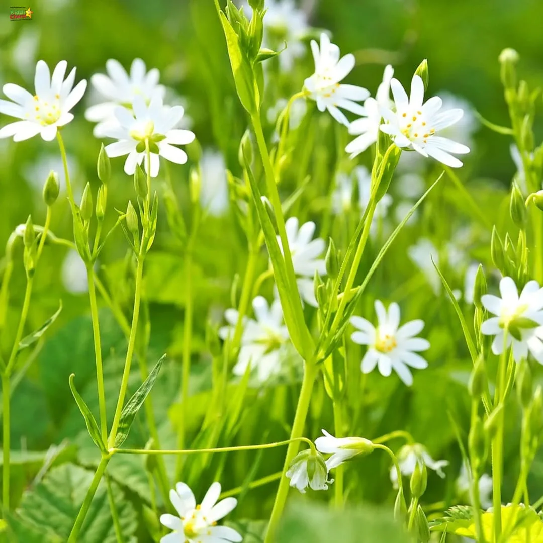 Why not check out our chickweed sandwiches recipe? #foraging #recipes #nature