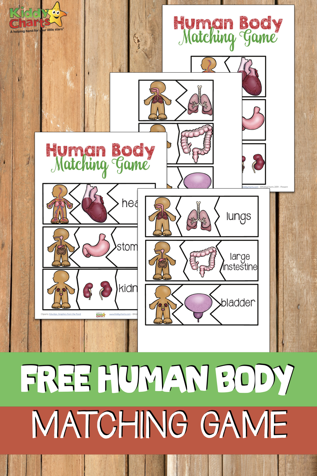Large image of human body matching game sheet examples.