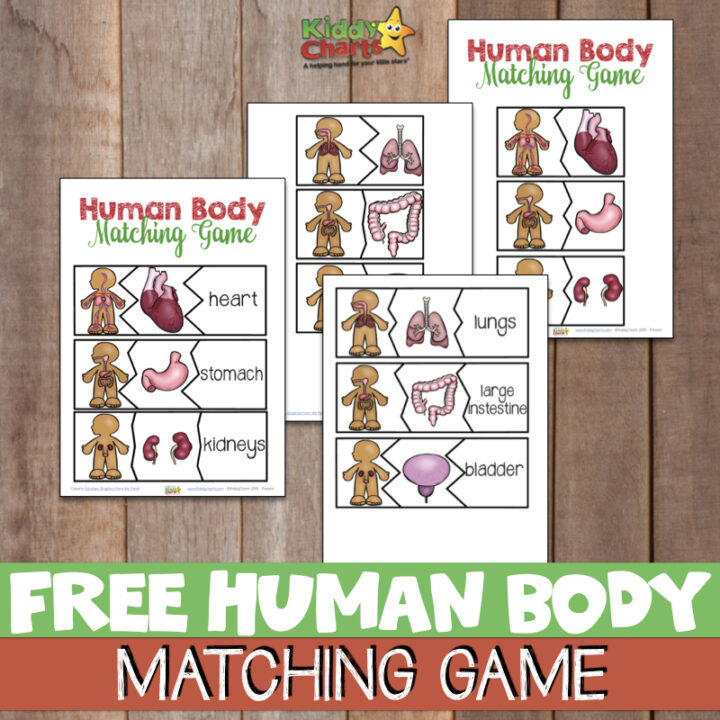 In this image, a matching game is being offered to help children learn about the different parts of the human body.