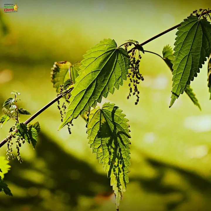 A lush green tree stands tall in the outdoor nature, its branches adorned with vibrant leaves.