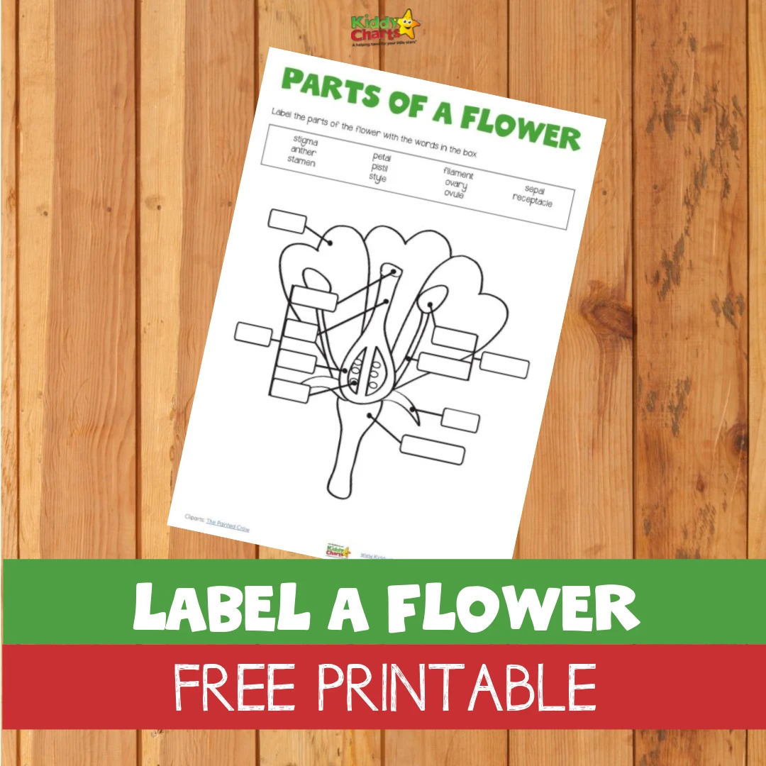 Label a flower free printable will teach your kids all about flowers and their parts and purpose.