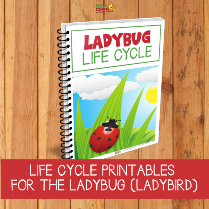 This image depicts the life cycle of a ladybug, with printables to help children learn about the different stages.