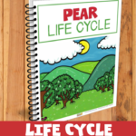 The image shows a diagram of the life cycle of a pear, with printables for each stage.