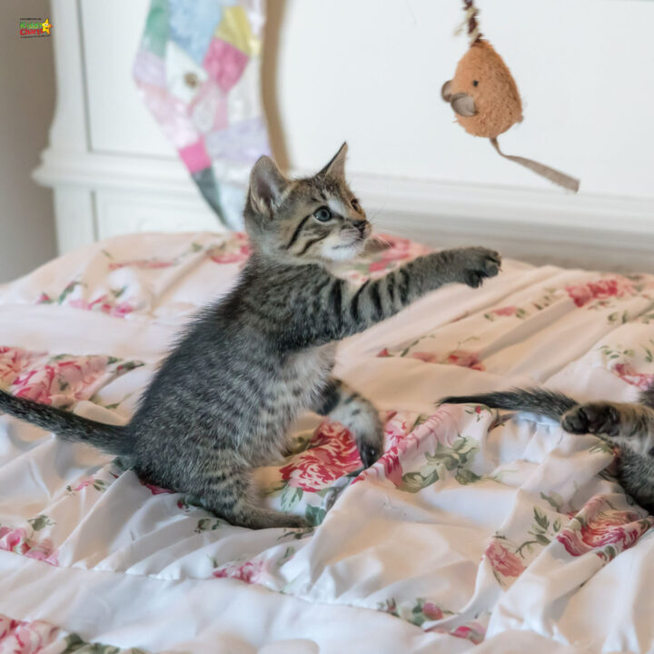 Kitten playing with a toy mouse on the bed.