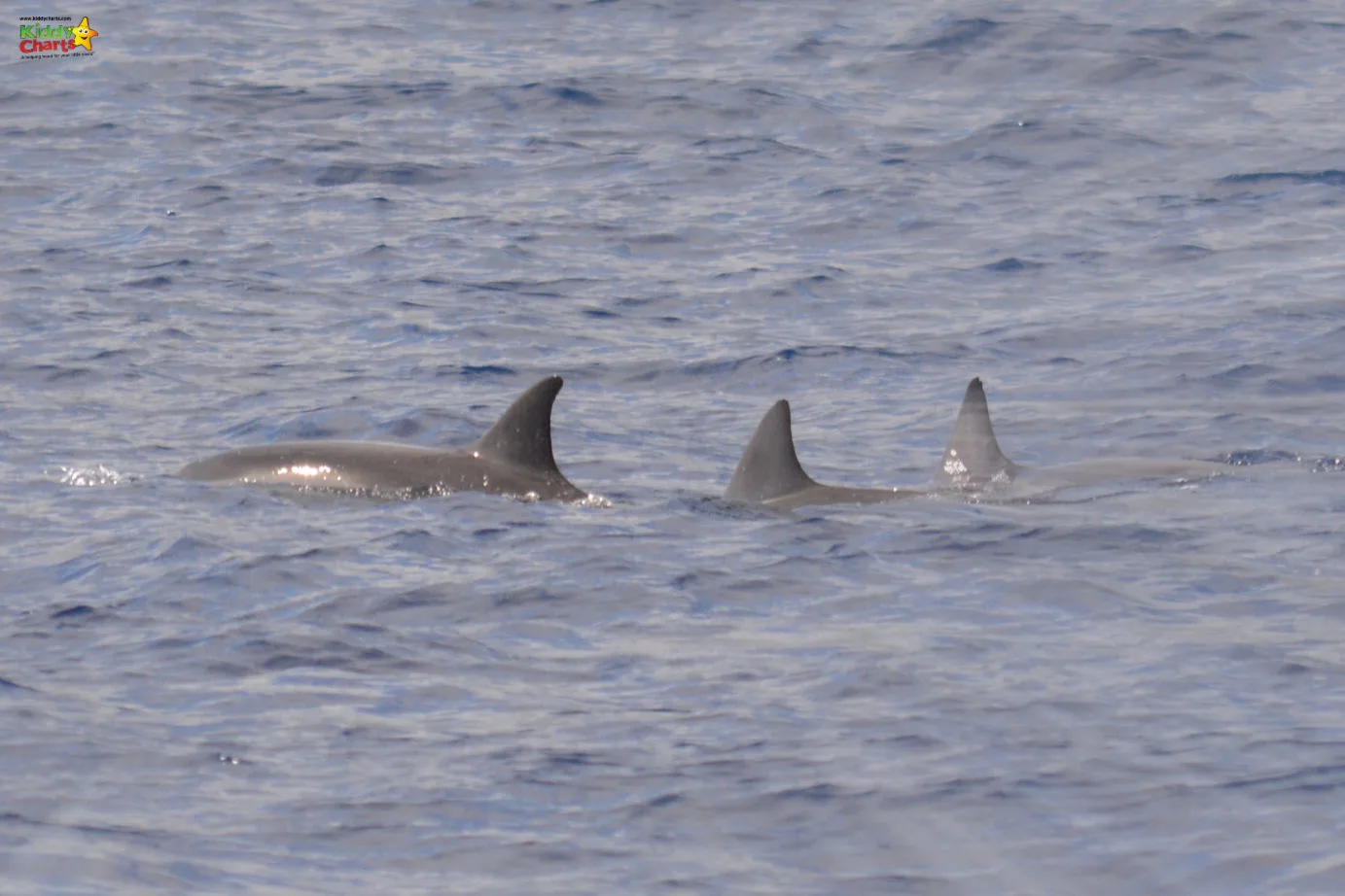 Dolphins while cruising to Ile aux Benitiers and Crystal Rock in Mauritius.