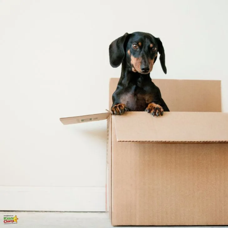 The dog sits on the box.