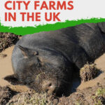 This image is promoting 10 of the best city farms in the UK as a fun and educational activity for kids and their families.