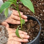 My Seed Journal - Gardening Made Fun for Kids - kiddycharts.com