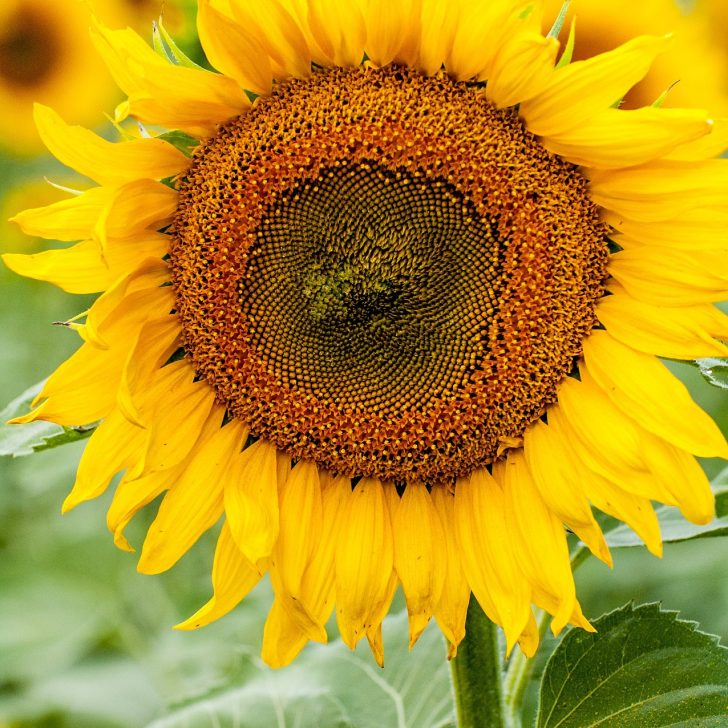 My Seed Journal - Gardening Made Fun for Kids - kiddycharts.com