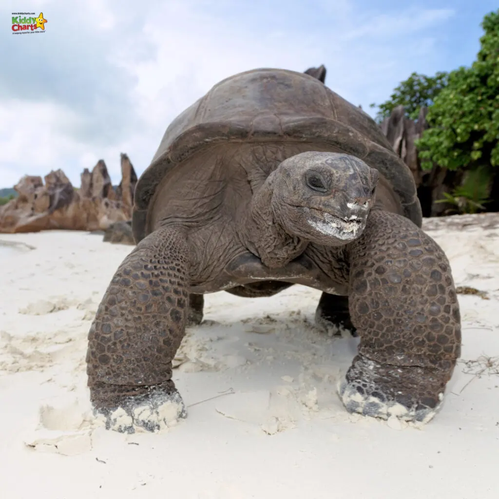 See tortoises in the Seychelles with kids