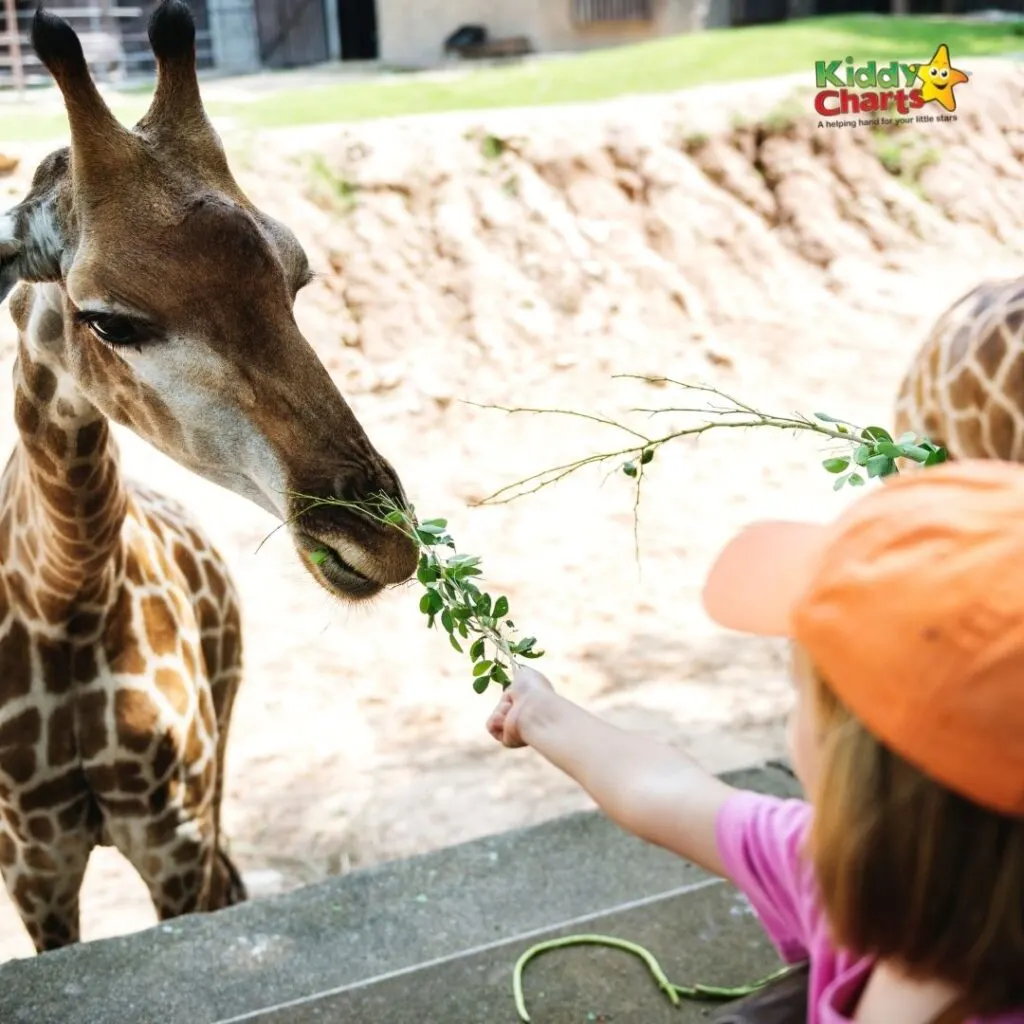 Go to the Zoo with kids in Houston