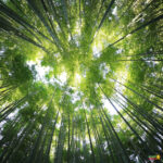 The sun shines brightly on the lush green forest of bamboo, illuminating the vibrant vegetation and terrestrial plants with their leaves rustling in the outdoor breeze.