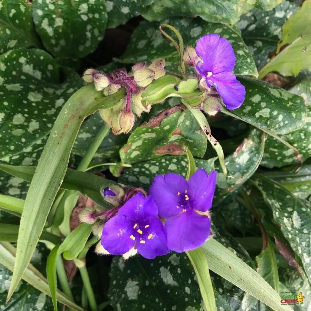 The plant displays vibrant purple flowers.