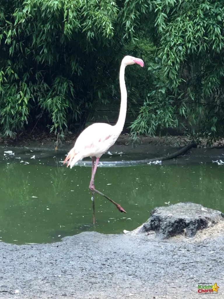 A white crane stands in the water.