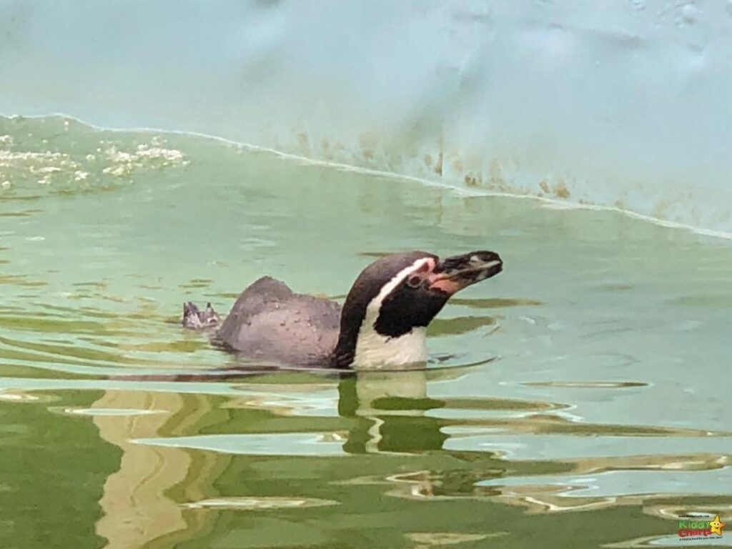 A flightless bird, a penguin, is swimming in a lake surrounded by an outdoor pond, surrounded by aquatic birds in flight.