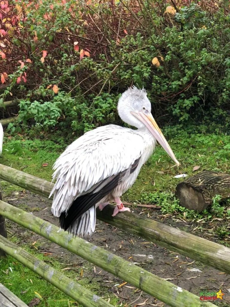 A brown and white pelican stands in a grassy outdoor setting, its beak open and feathers ruffled as it searches for food in the water bird family of Pelecaniformes and Ciconiiformes.