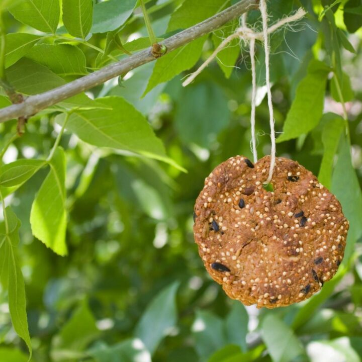 how to make a cookie cutter bird feeder in a tree