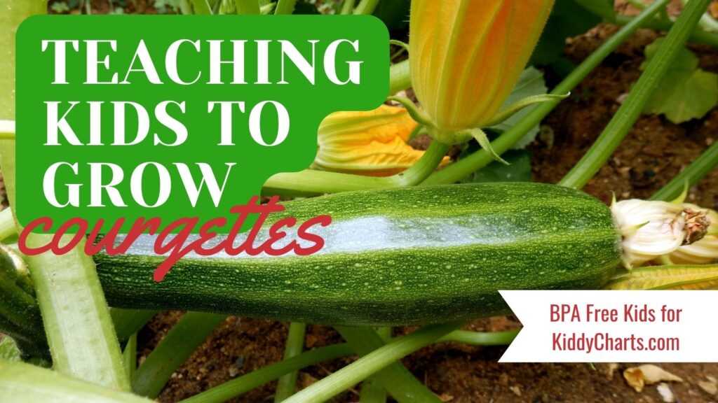 Teaching kids to grow courgettes #31daysofactivities