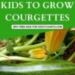 A group of children are being taught how to grow courgettes in a safe and healthy environment.
