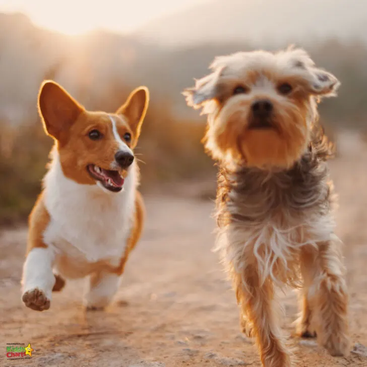 Two dogs are running in a field.