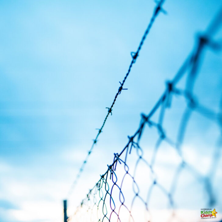 The barbed wire fence is close-up in the image.