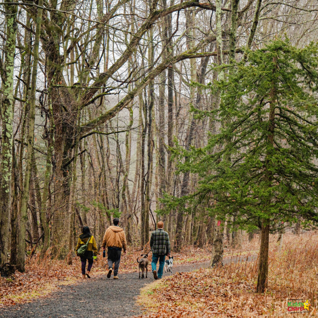 A group is walking down a path in a forest.
