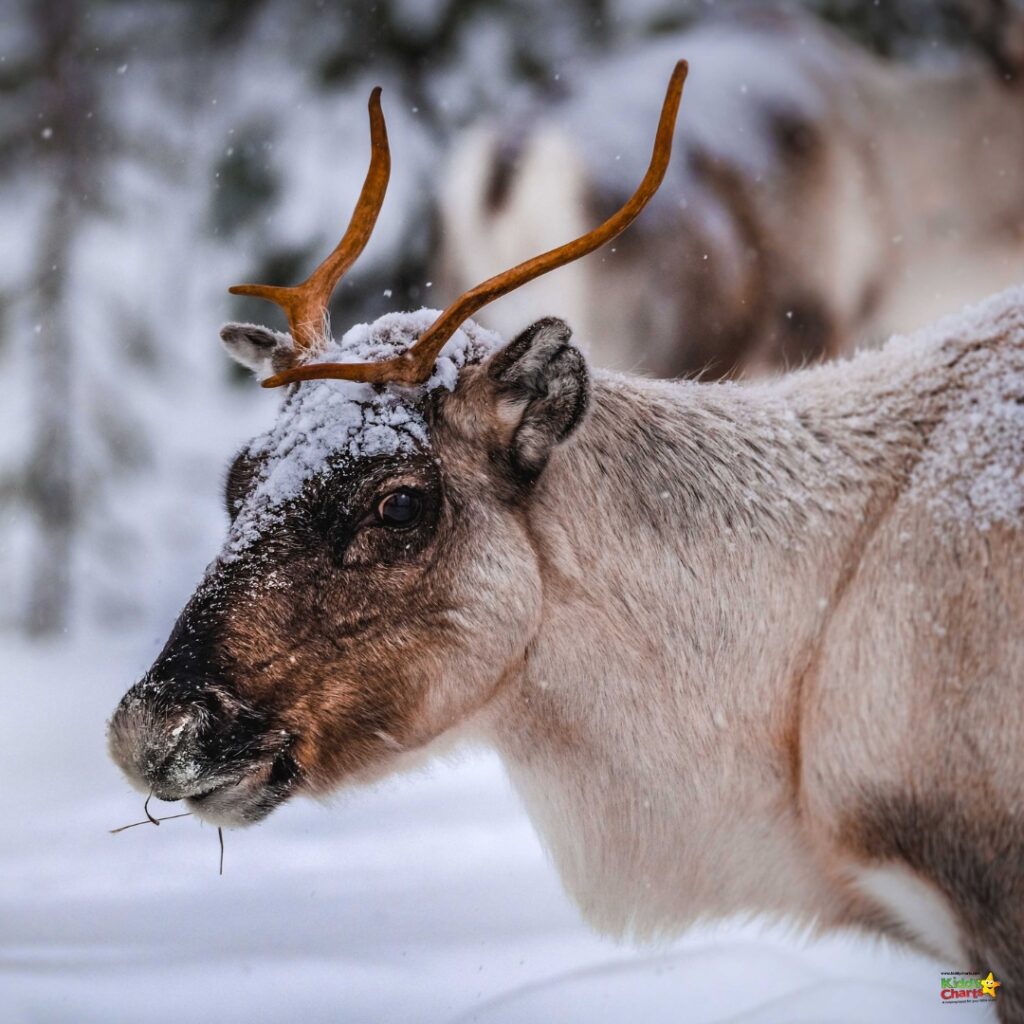 Snow around a deer with antlers.