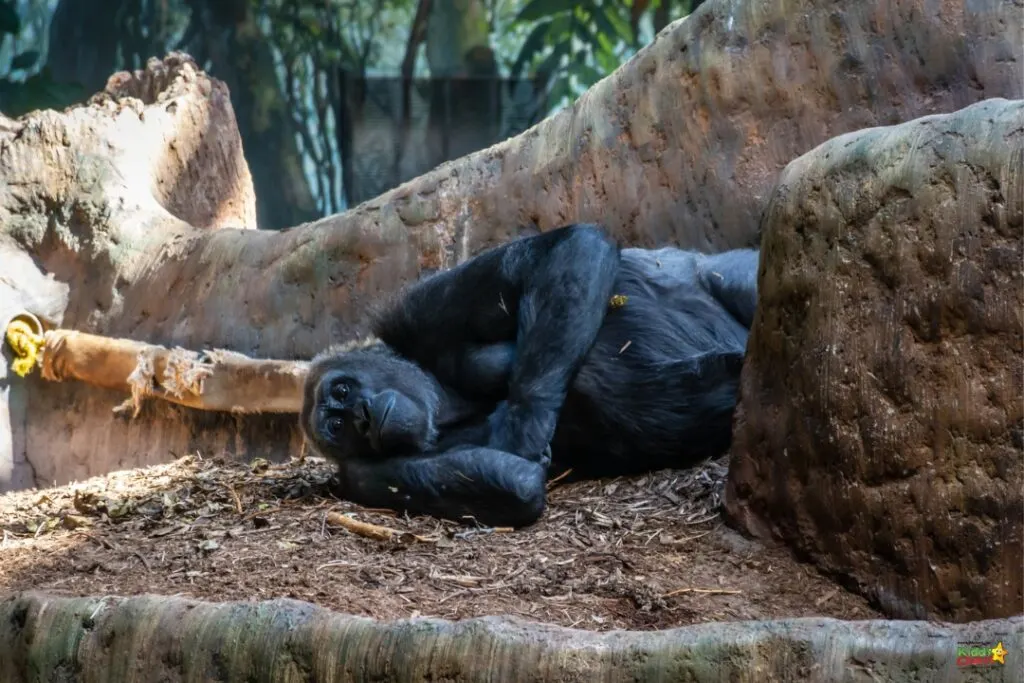 A gorilla and a chimpanzee are exploring their outdoor enclosure at the zoo, surrounded by plants and rocks.