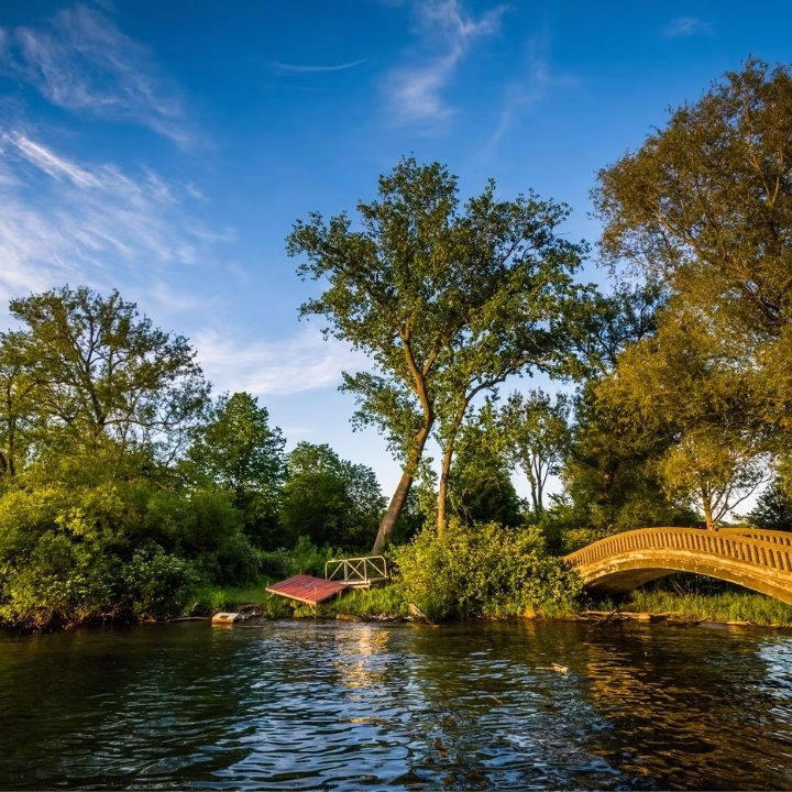 The trees surround a body of water.