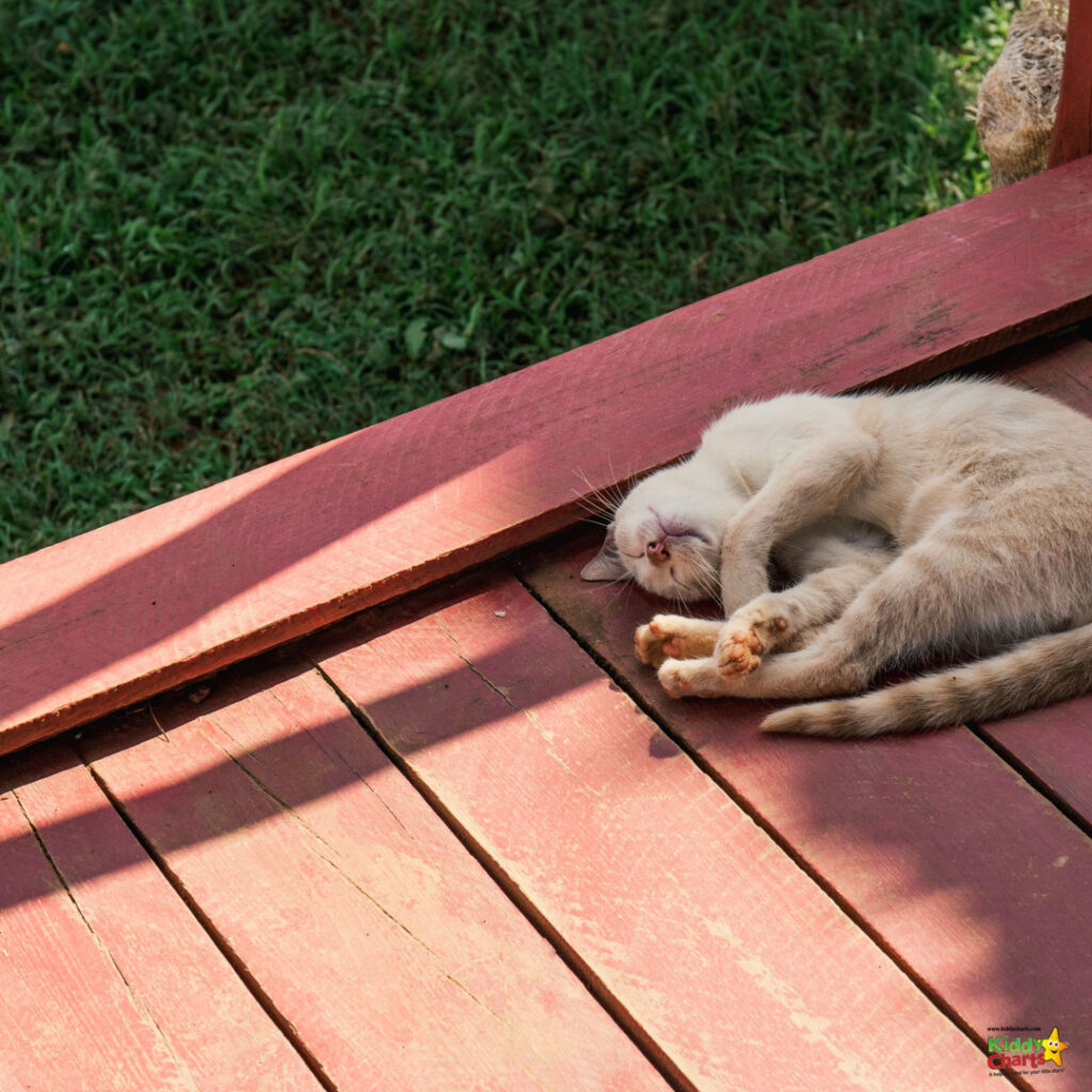 The cat lies on the wooden deck.