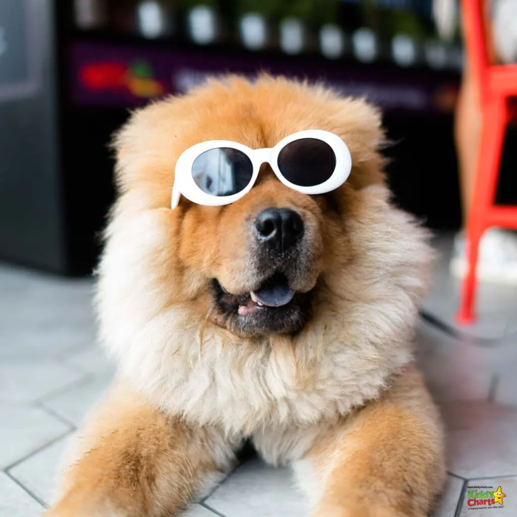 The dog sports sunglasses.