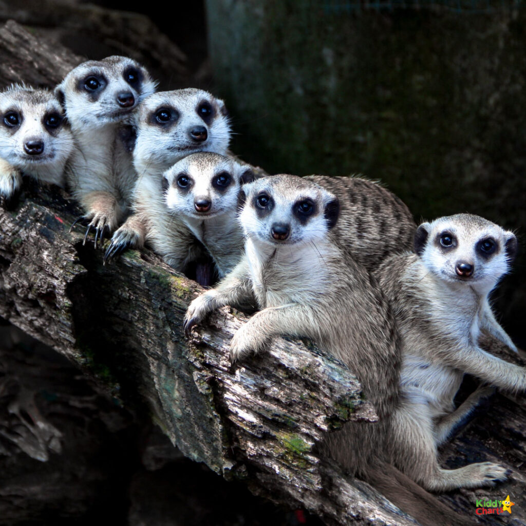 A group of raccoons is perched on a tree branch.