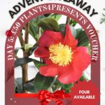 This is an advertisement for an "Advent Giveaway" offering a £50 voucher with the text "Plants4Presents," featuring a camellia flower, festive decorations, and a red bow.
