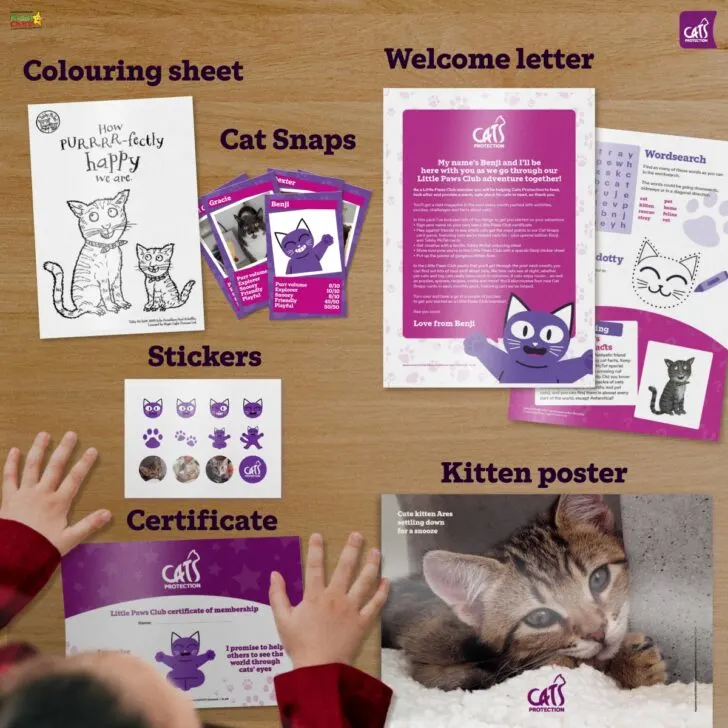 The image shows a variety of items including a coloring sheet, stickers, playing cards, a certificate, a welcome letter, and a poster, all themed around cats, with a child's hands visible.