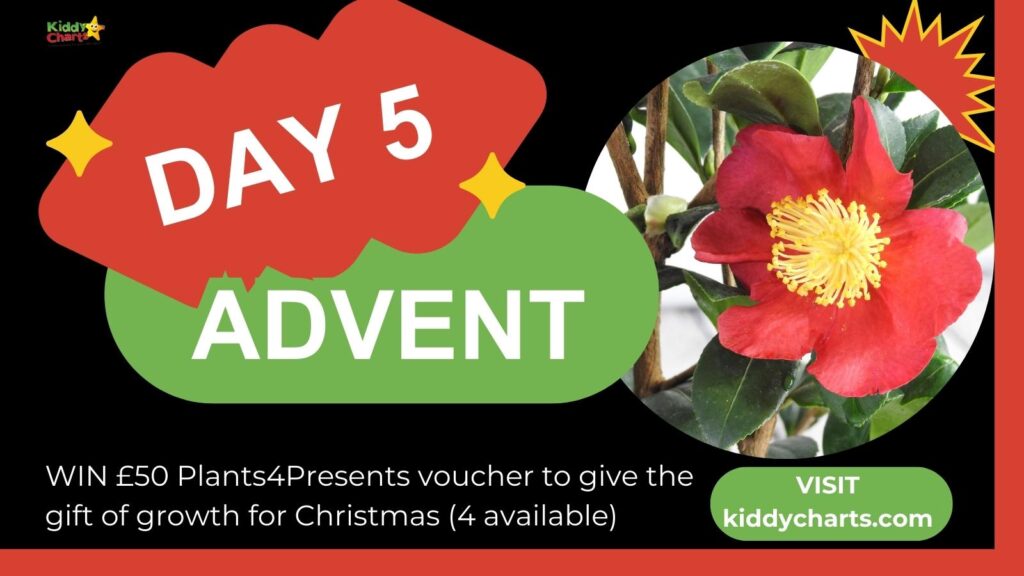 This image features an advertisement for Day 5 of an Advent event with a chance to win a £50 voucher from Plants4Presents, displayed beside a red flower.