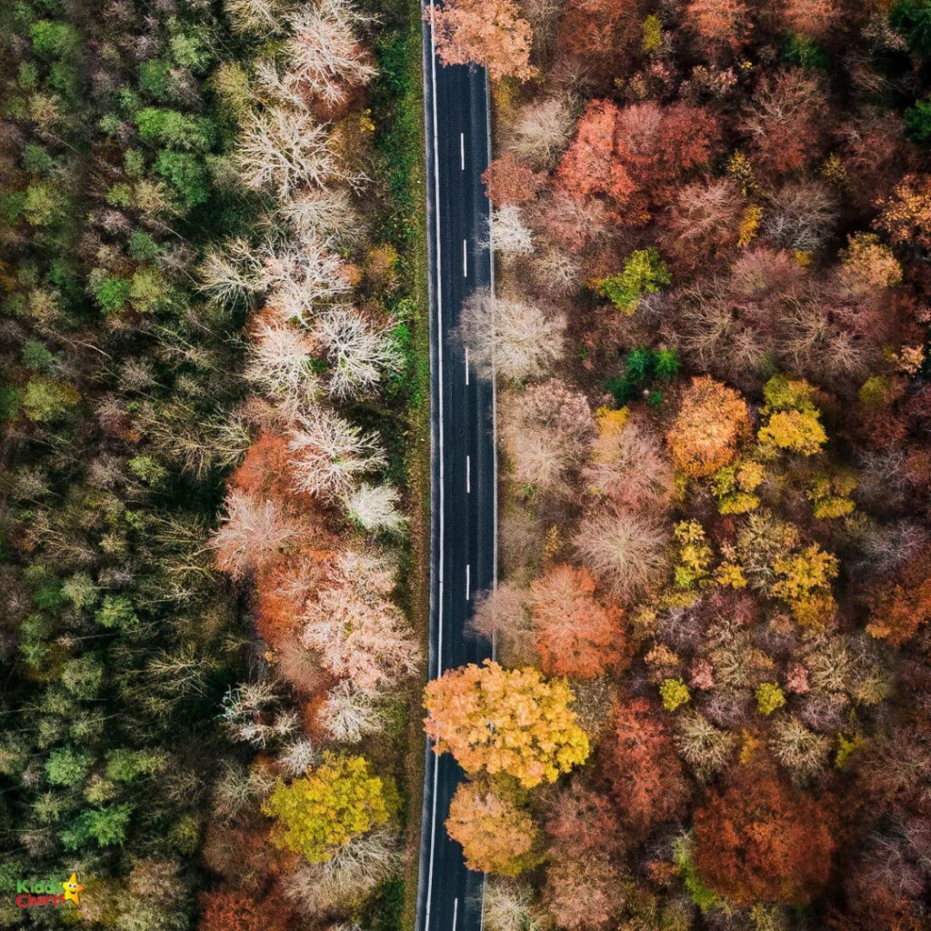 Aerial view of a road cutting through a forest with a colorful autumnal palette of red, orange, and green treetops.