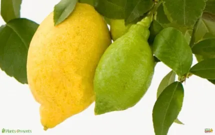 The image shows a branch with one ripe yellow lemon and one green, unripe lemon amongst glossy green leaves. It's bright and fresh, suggestive of a lemon tree.