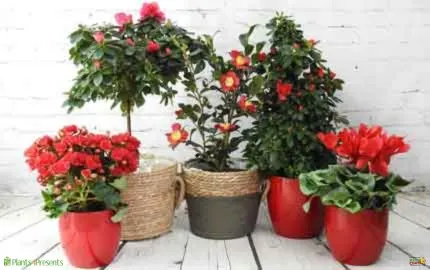 Five potted plants with red blooms are arranged on a wooden floor against a white brick backdrop. The pots vary in color and texture.